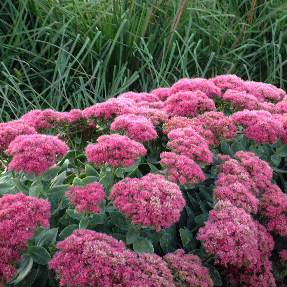 Sedum Spectabile Neon