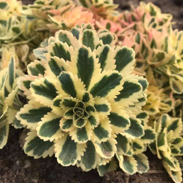 New Blooms Nursery Sedum takesimense Atlantis - Thumbnail 2