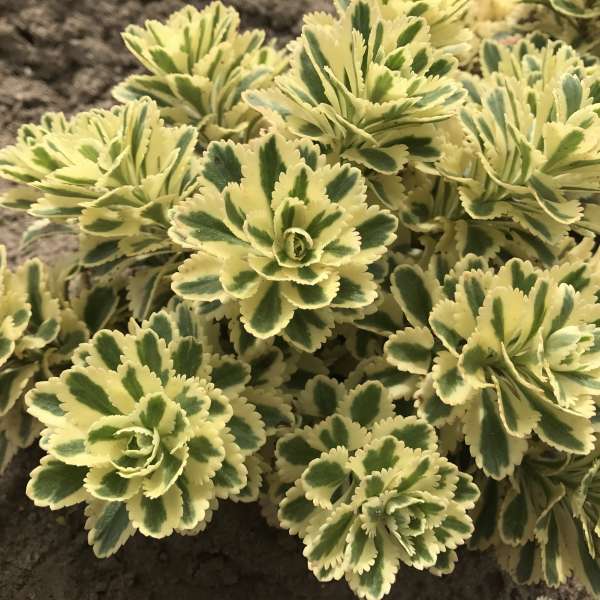 Sedum takesimense Atlantis – New Blooms Nursery