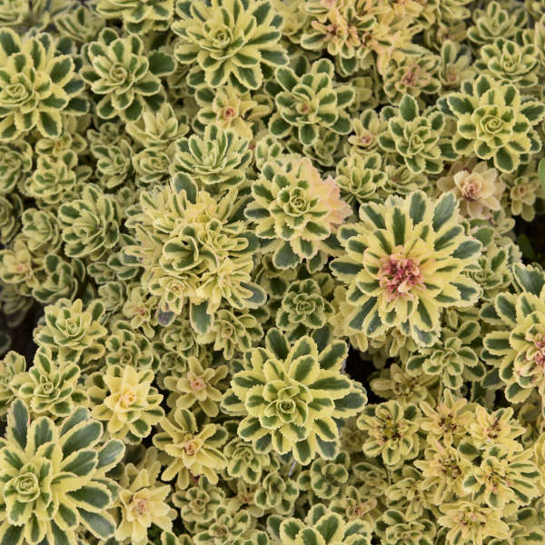 New Blooms Nursery Sedum takesimense Atlantis - Thumbnail 3