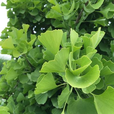 Sky Tower Ginkgo Tree