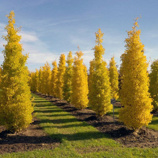 Sky Tower Ginkgo Tree