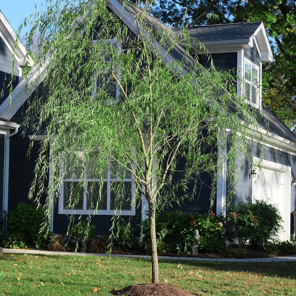 Weeping Willow Tree