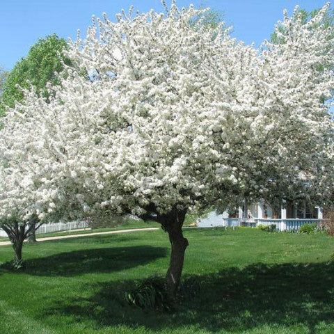 Snowdrift Tree Snowdrift Crabapple – New Blooms Nursery