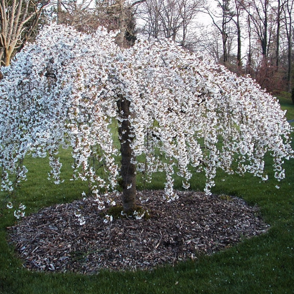 Snow Fountains® Weeping Cherry Tree