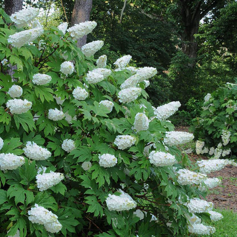 Snow Queen Oakleaf Hydrangea