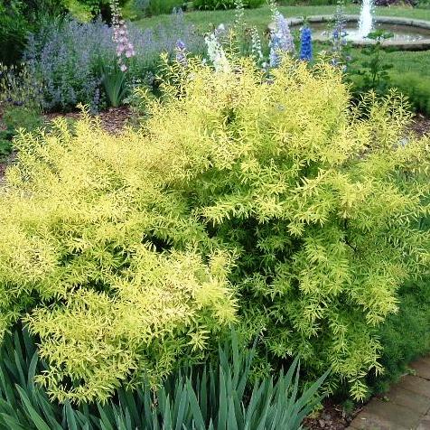 Spirea Ogon