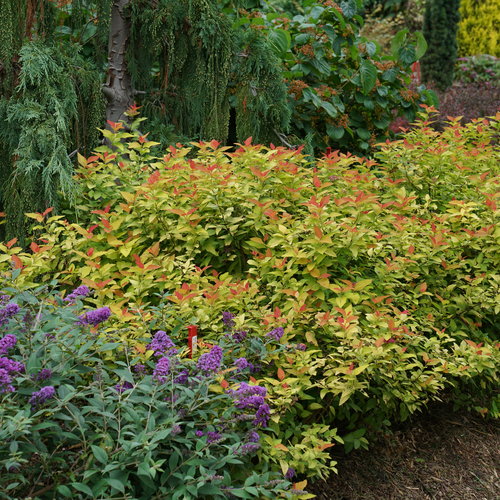 Spirea Double Play® Candy Corn®