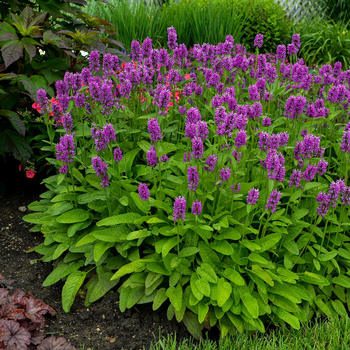 Stachys moneri 'Hummelo' - Bettony