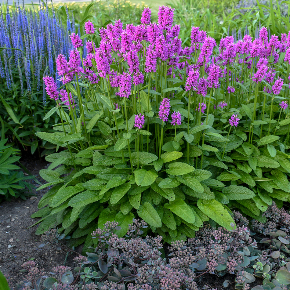 Stachys moneri 'Hummelo' - Bettony