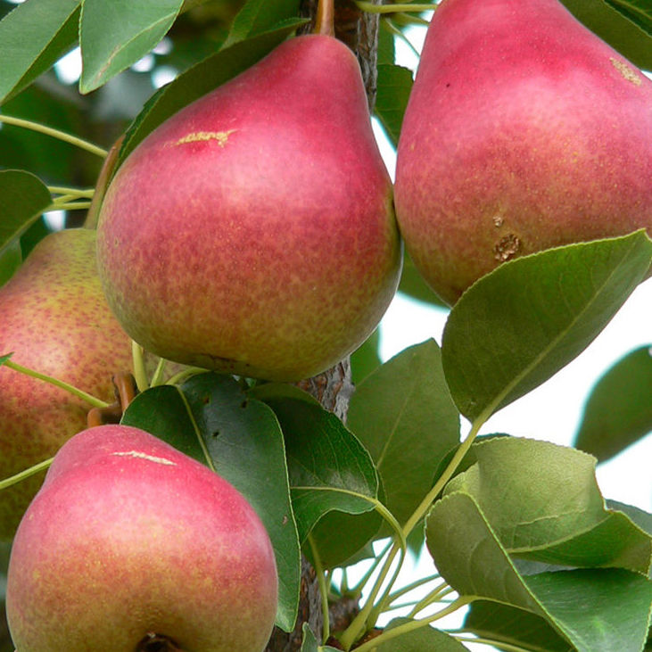 Pear 'Summer Crisp' Fruit Tree