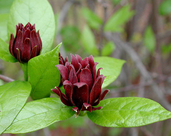 Sweetshrub | Carolina Allspice