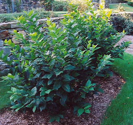 Sweetshrub | Carolina Allspice