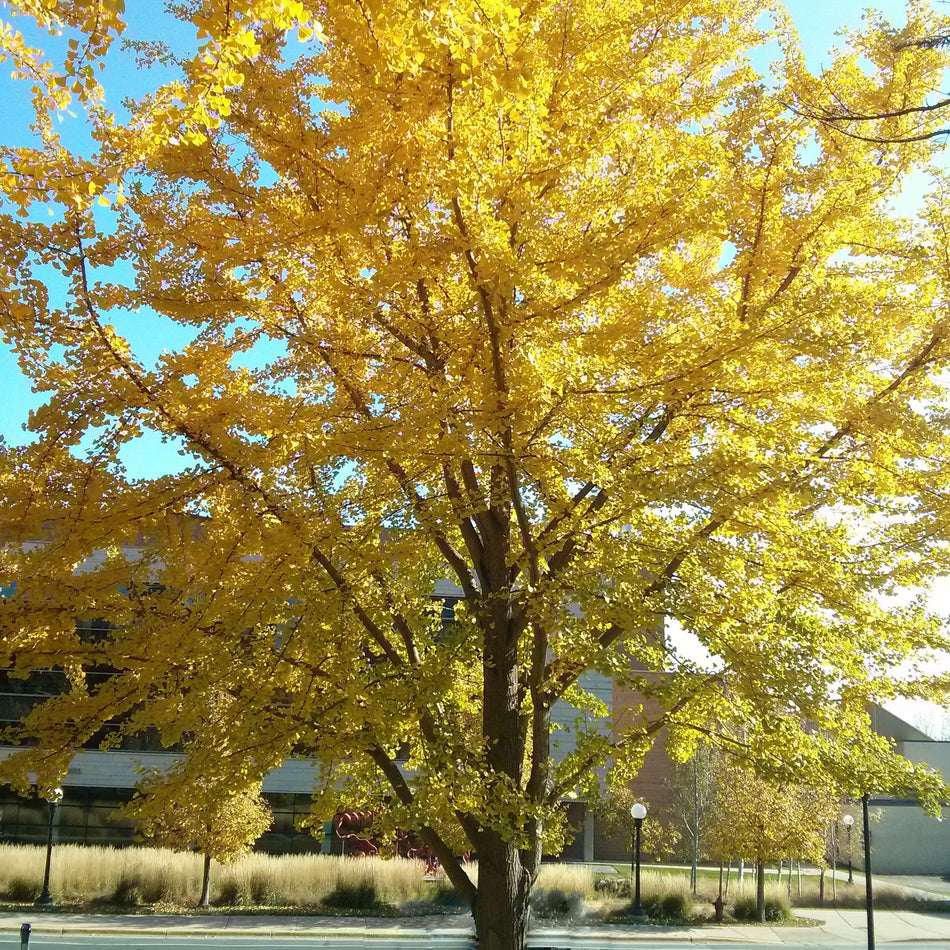 The President Ginkgo Tree