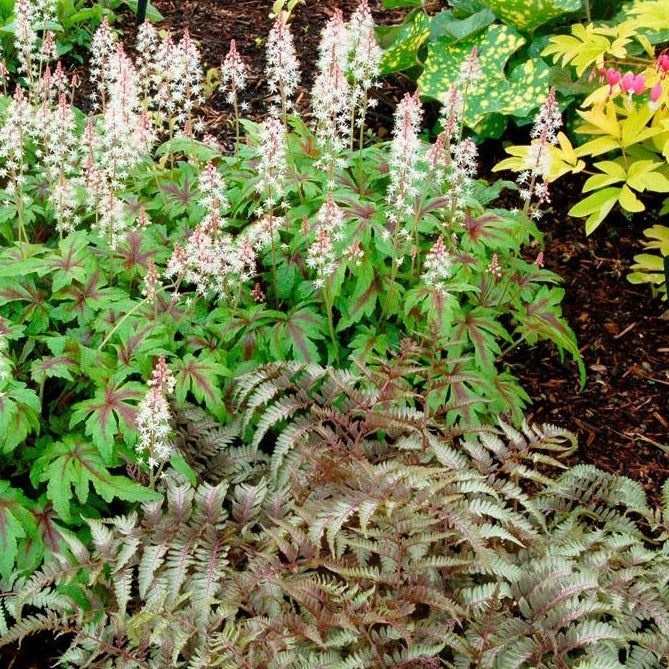 Tiarella 'Sugar and Spice' Foamflower