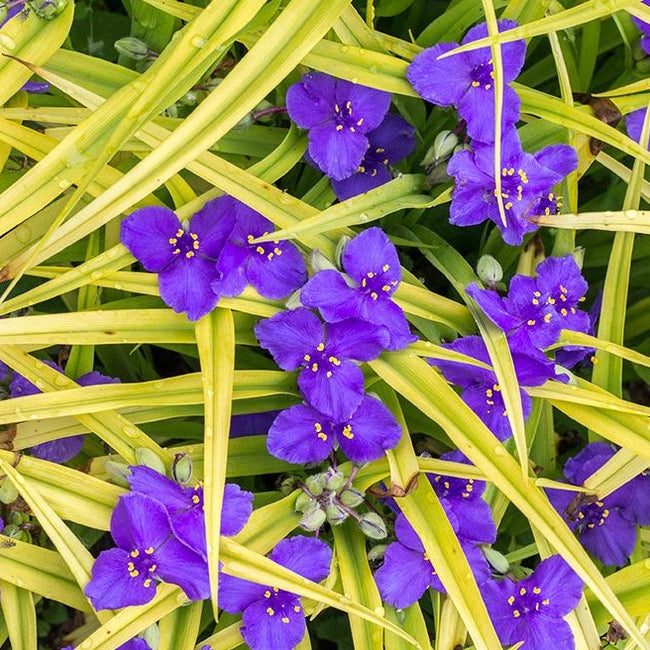 Tradescantia 'Sweet Kate' - Spiderwort