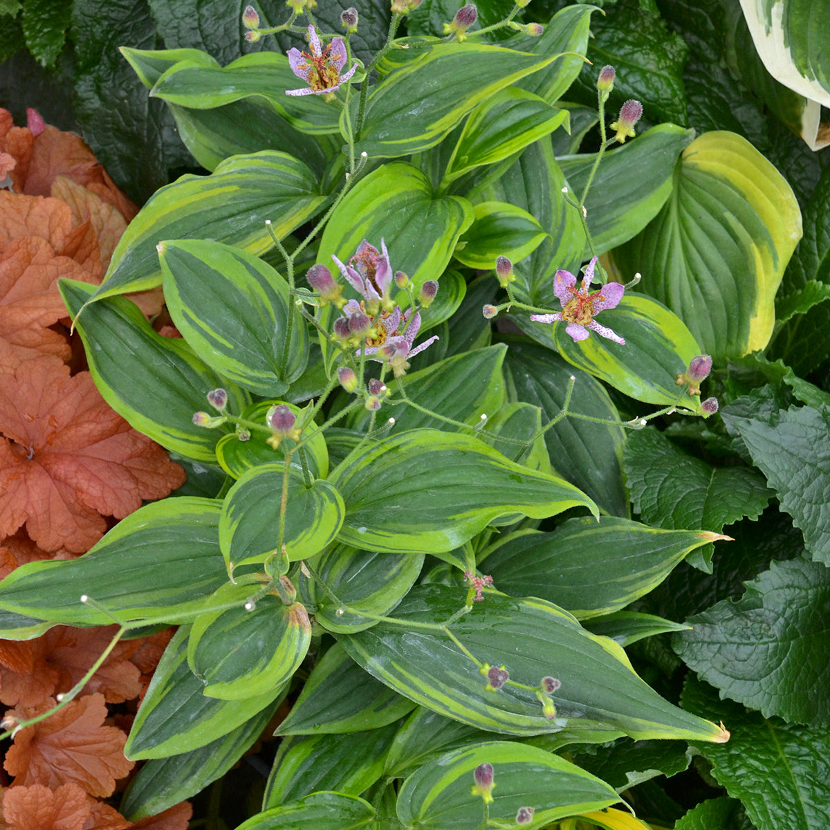 Tricyrtis formosana Autumn Glow