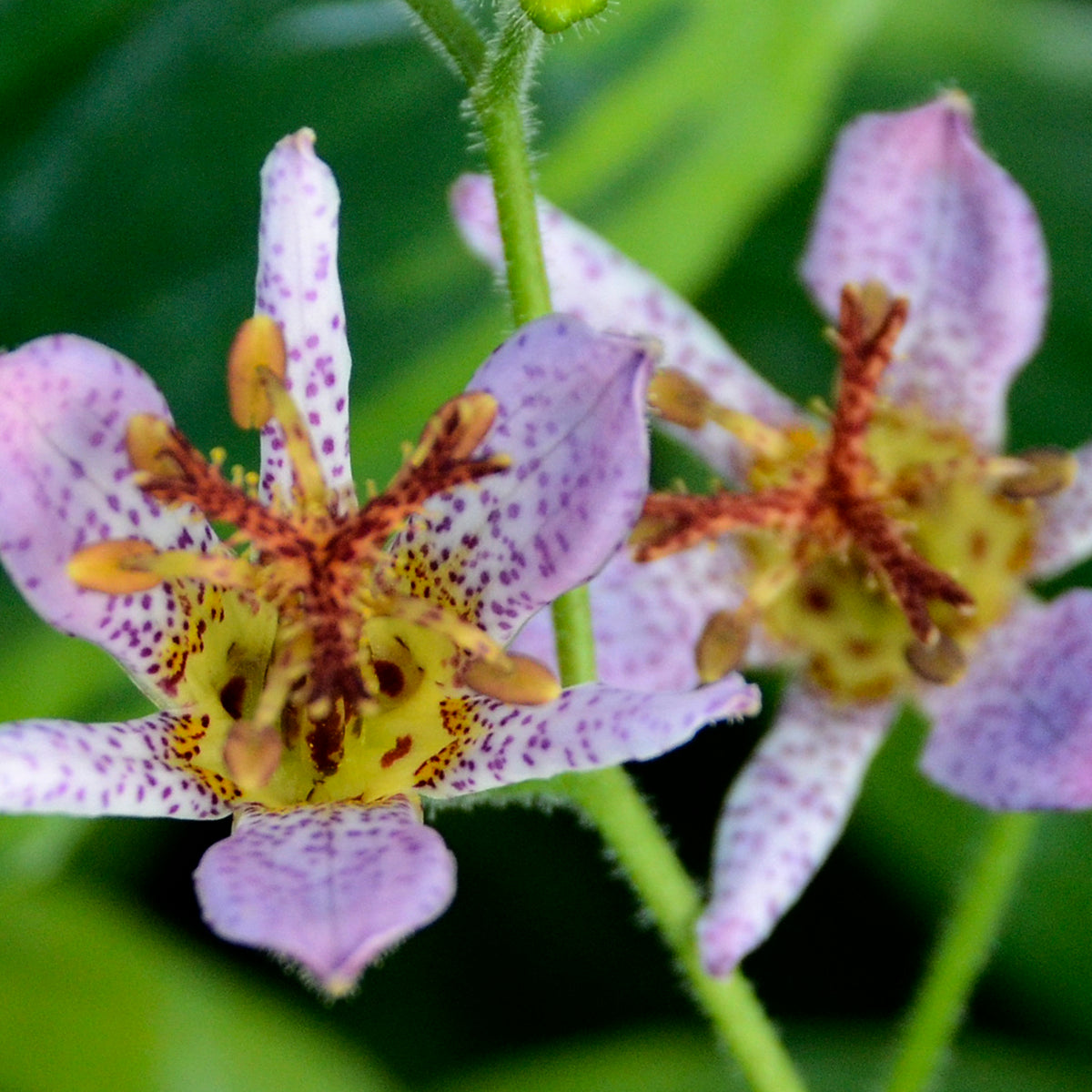 Tricyrtis formosana Autumn Glow