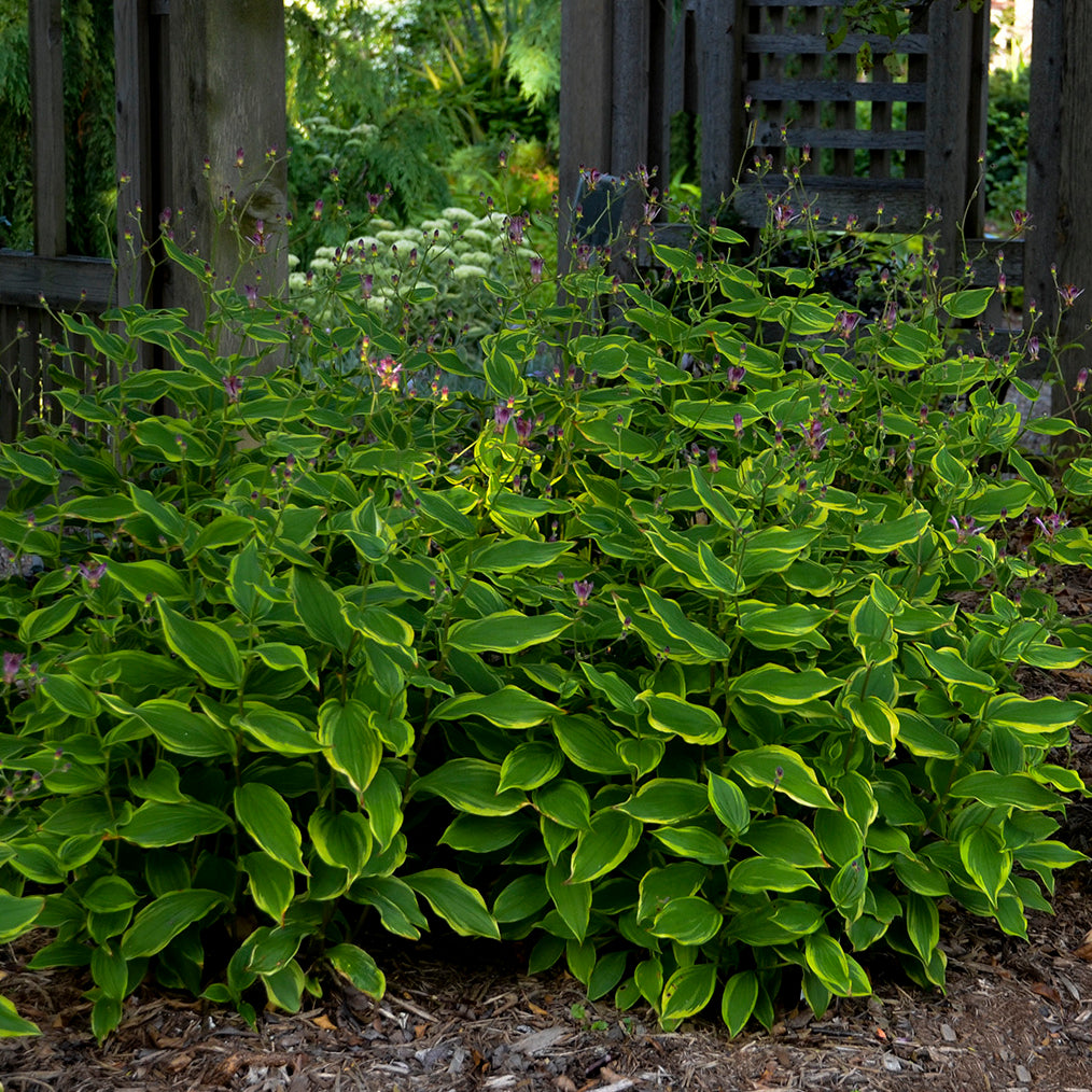 Tricyrtis formosana Autumn Glow