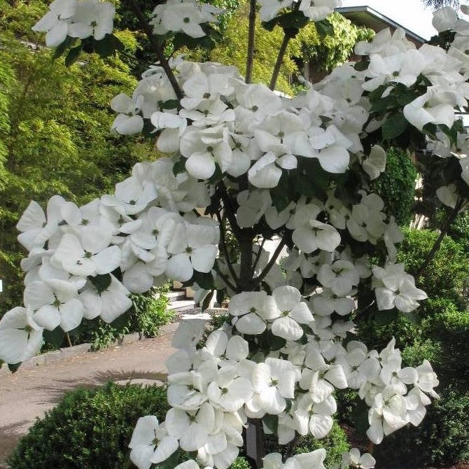 Venus® Dogwood - Cornus Kousa