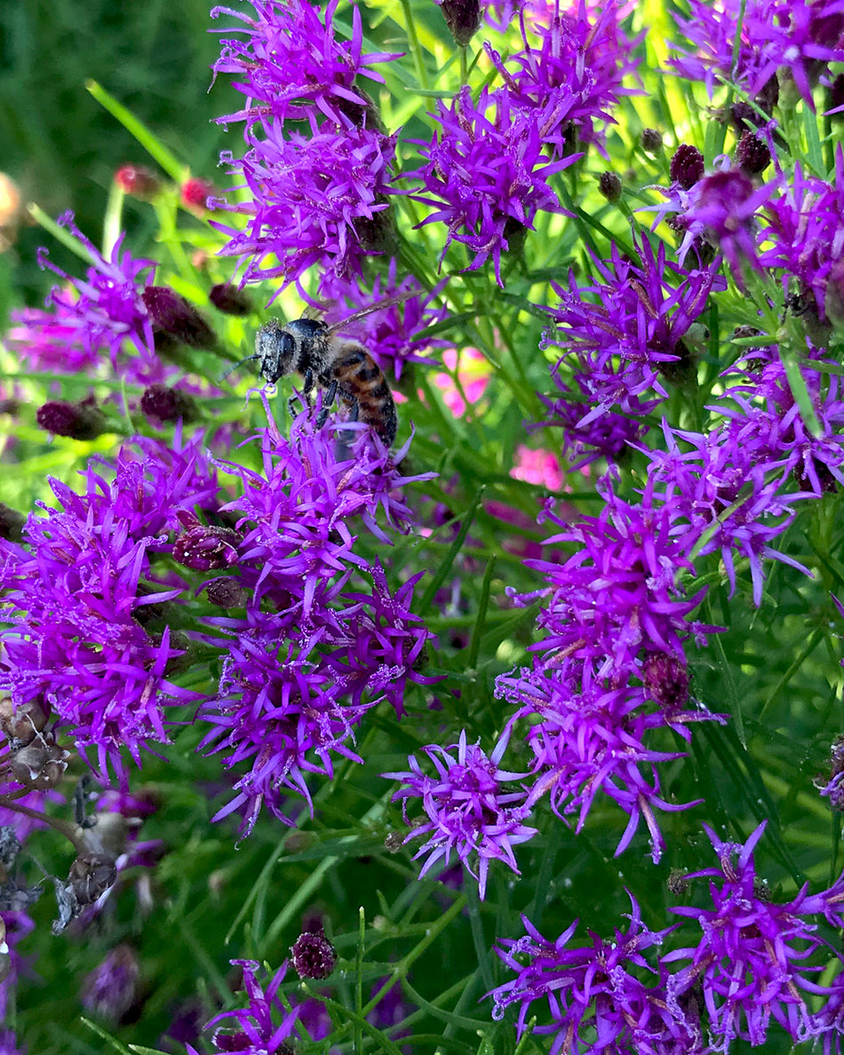 Vernonia 'Summer's Swan Song' - Iron Weed