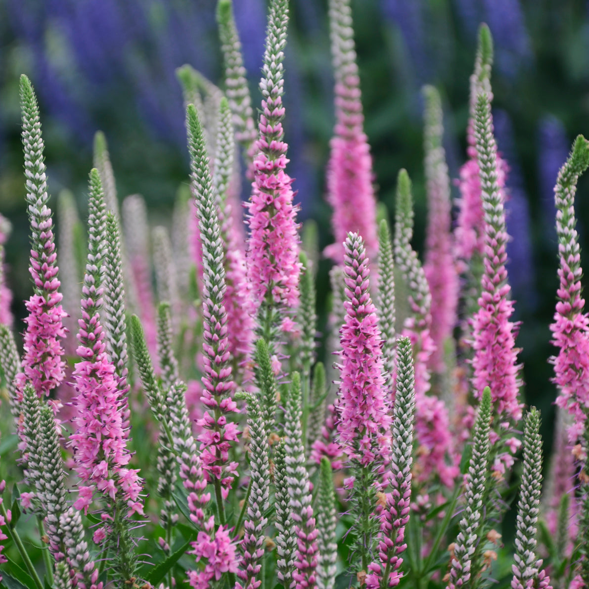 Veronica 'Perfectly Picasso' - Spike Speedwell