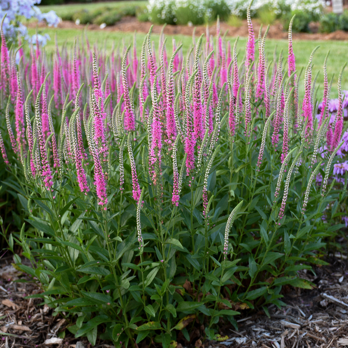 Veronica 'Perfectly Picasso' - Spike Speedwell