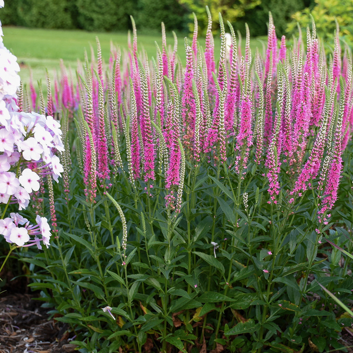 Veronica 'Perfectly Picasso' - Spike Speedwell – New Blooms Nursery