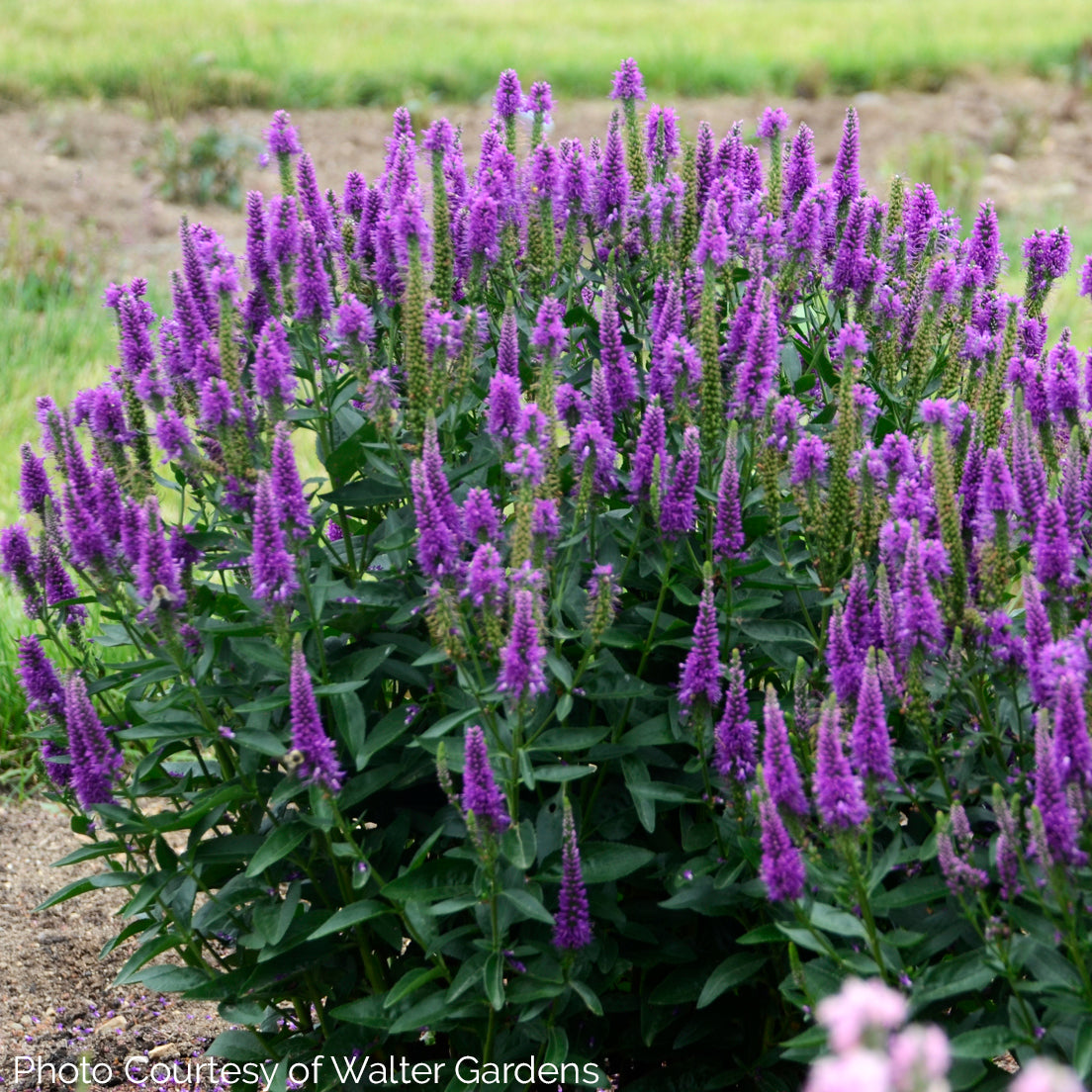 Veronica 'Very Van Gogh' - Spike Speedwell