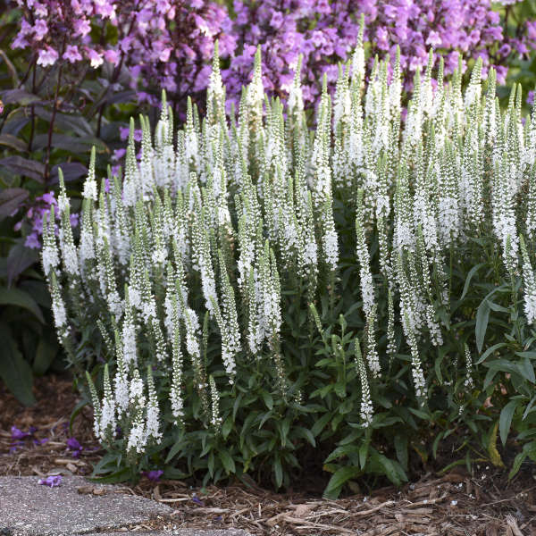 Veronica 'White Wands' - Spike Speedwell