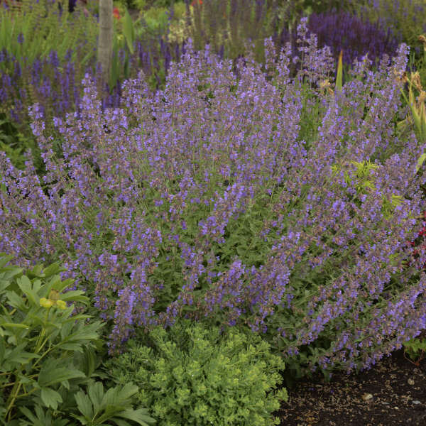 Catmint - Walker's Low - Nepeta