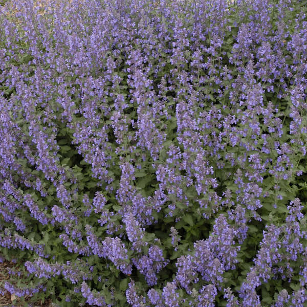 Catmint - Walker's Low - Nepeta