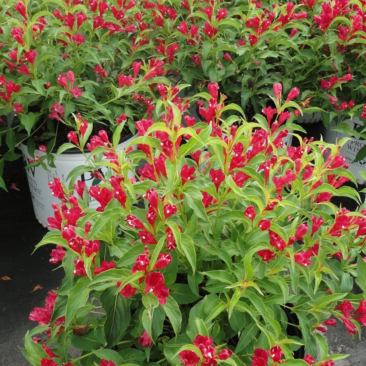 Weigela Sonic Bloom®