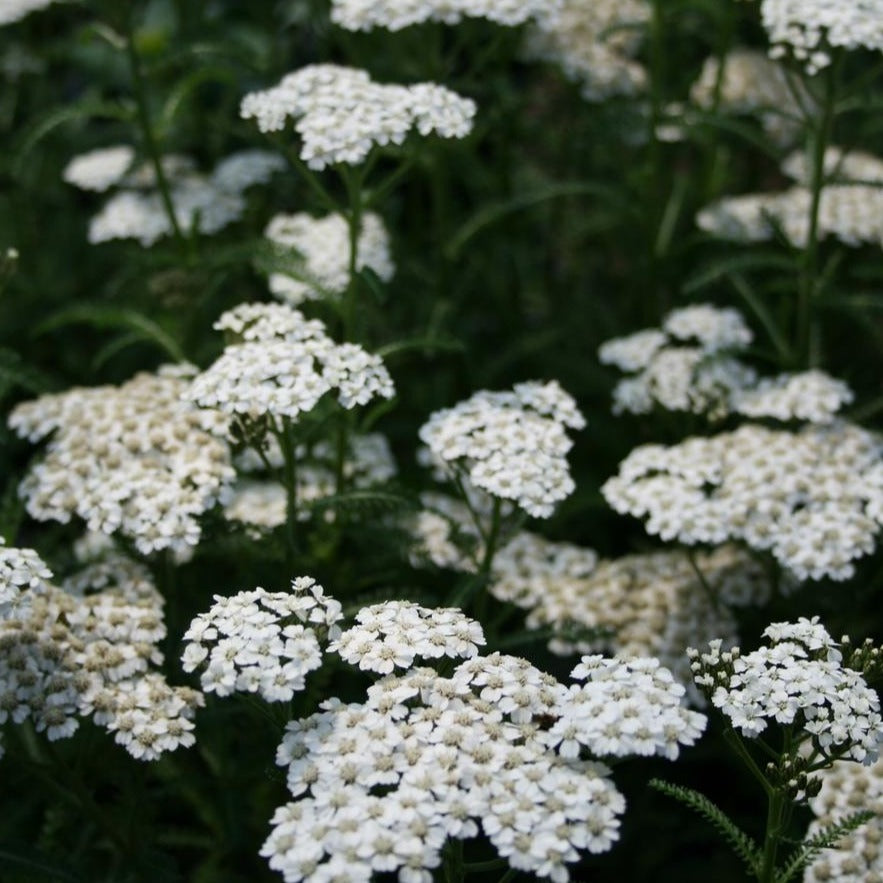 Achillea New Vintage White - Yarrow