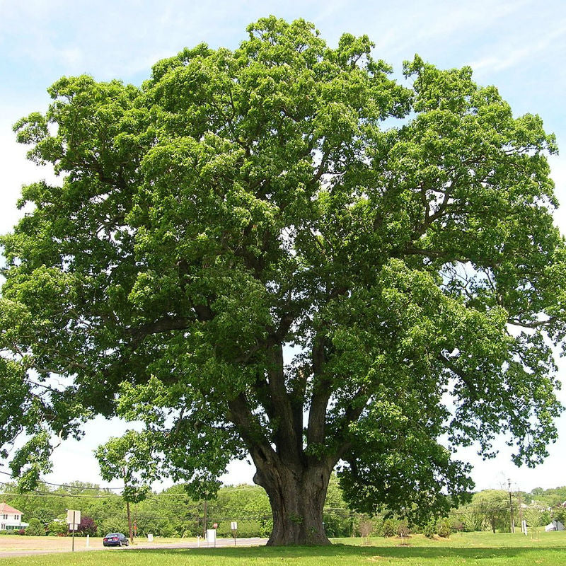 White Oak Tree