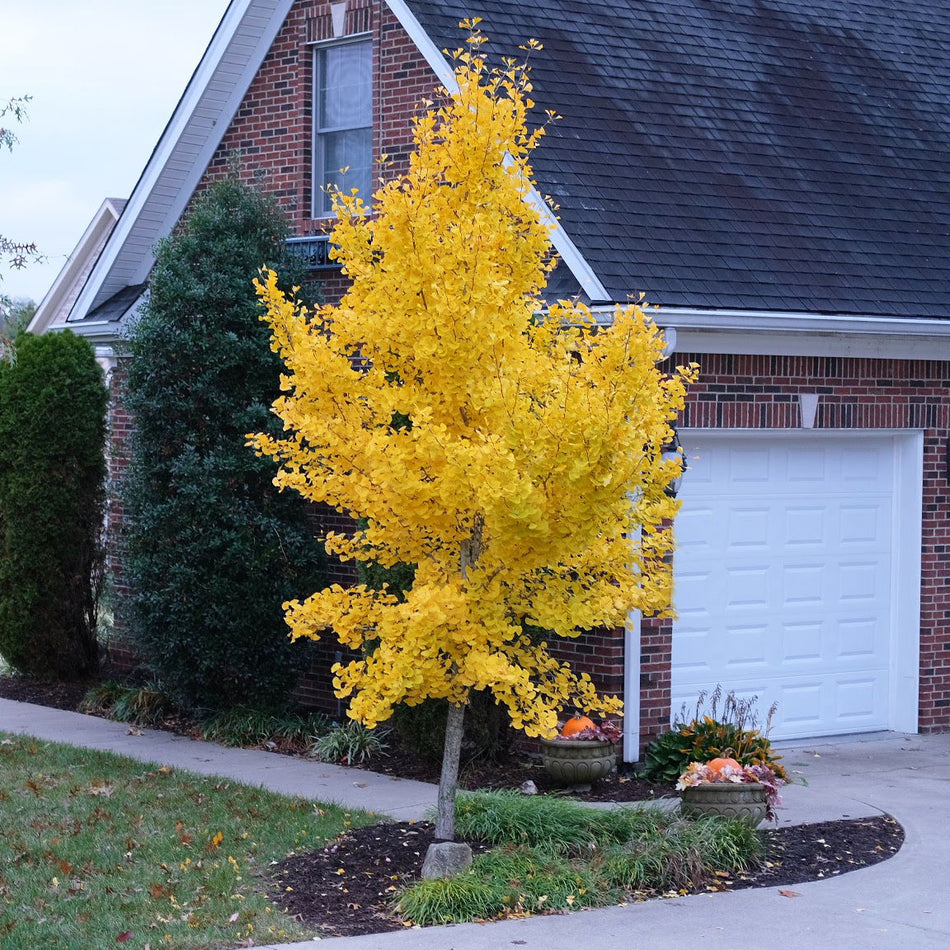 Grindstone Ginkgo Tree