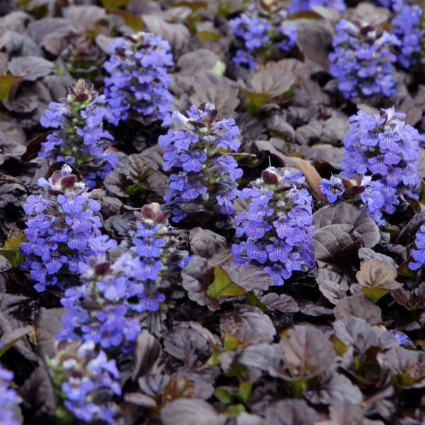 Ajuga reptans 'Black Scallop'