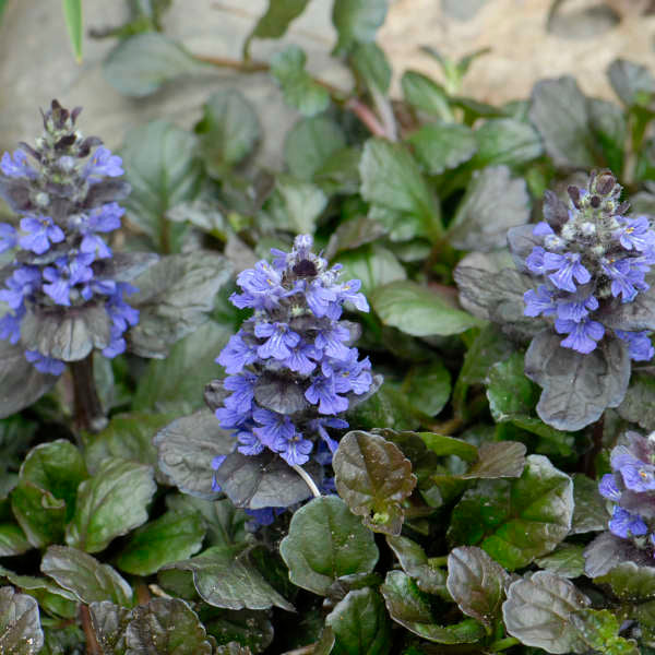 Ajuga reptans 'Black Scallop'