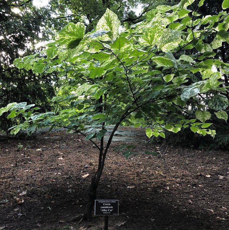 Alley Cat Redbud