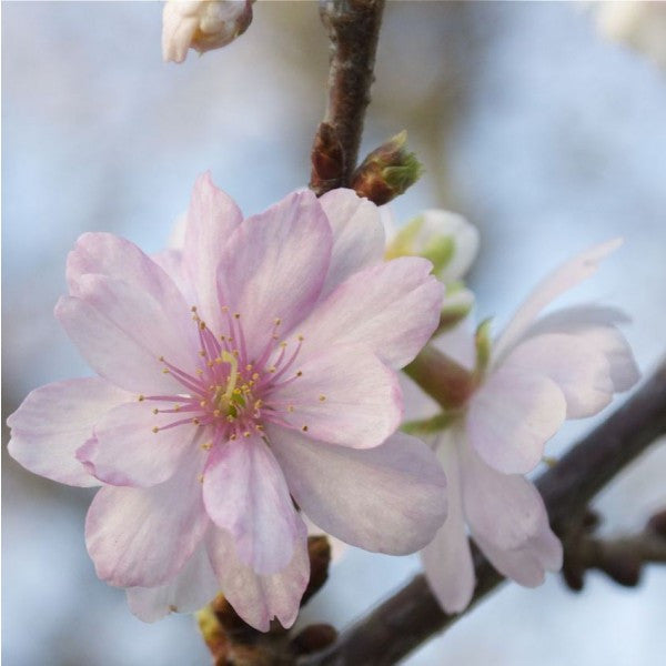 Autumnalis Cherry Bloom