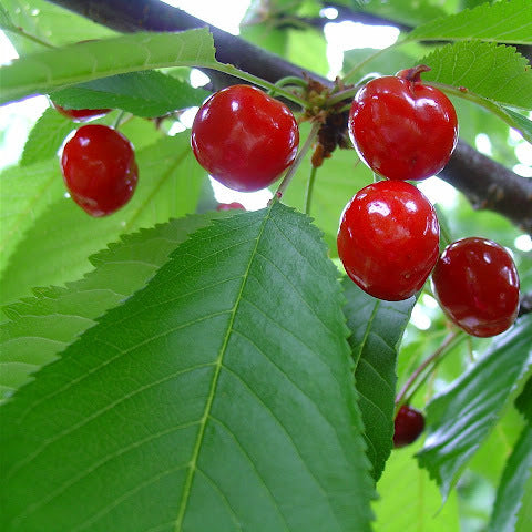 Bing Cherry Trees