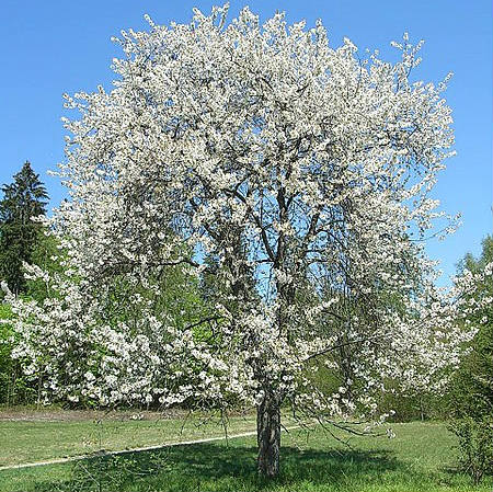 Bing Cherry Tree