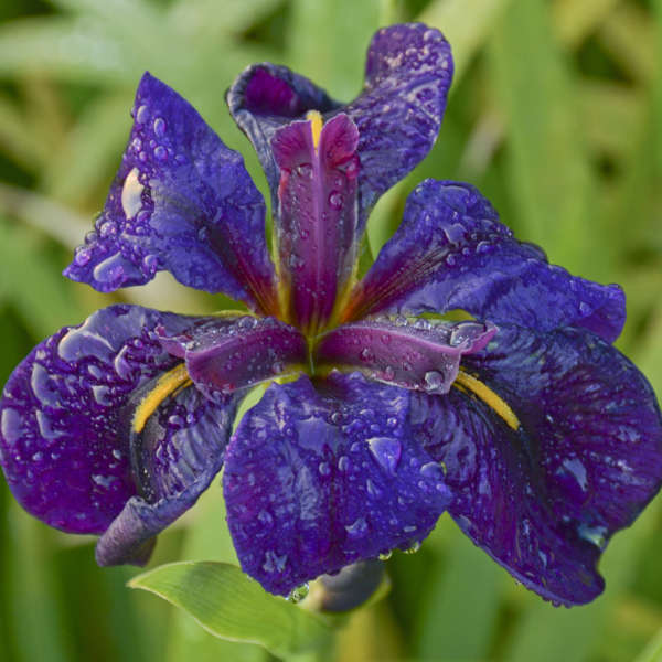 Iris Black Gamecock - Louisiana Iris