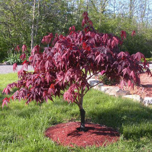 Japanese Maple Tree - Seed Grown - Compare to 'Bloodgood'