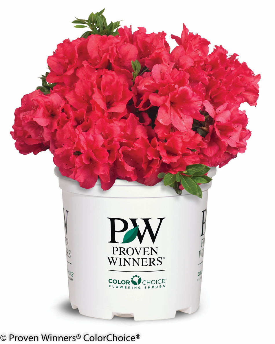 Azalea Ruby Reblooming