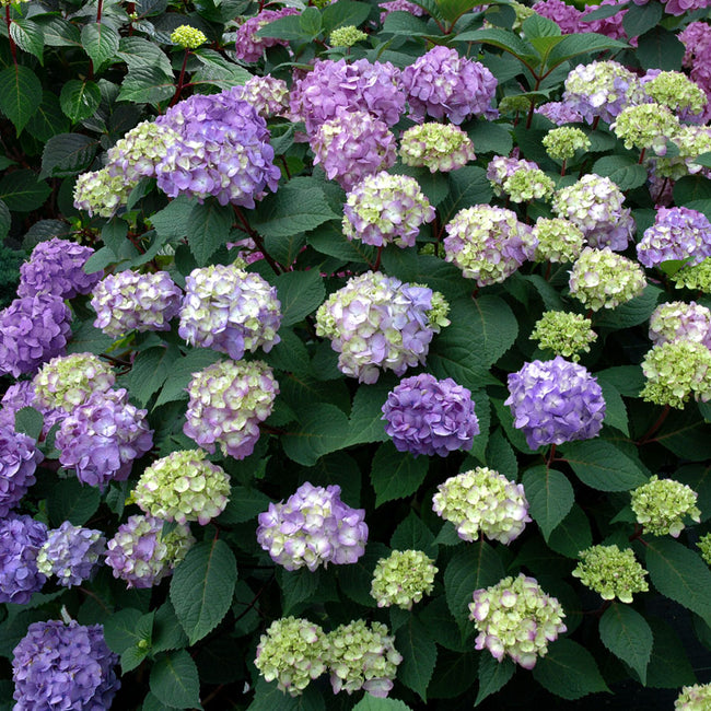 BloomStruck Endless Summer Hydrangea