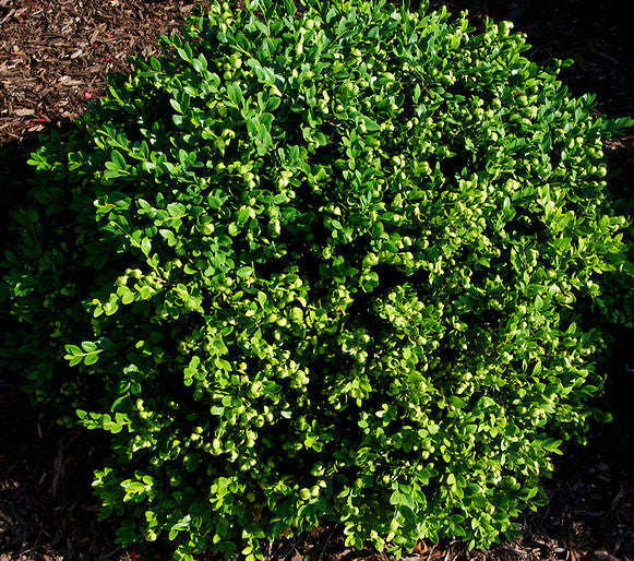 Green Velvet Boxwood