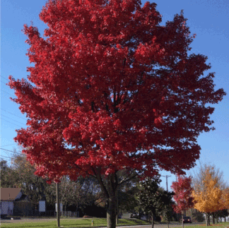 Brandywine Red Maple