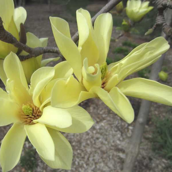 Magnolia 'Butterflies'