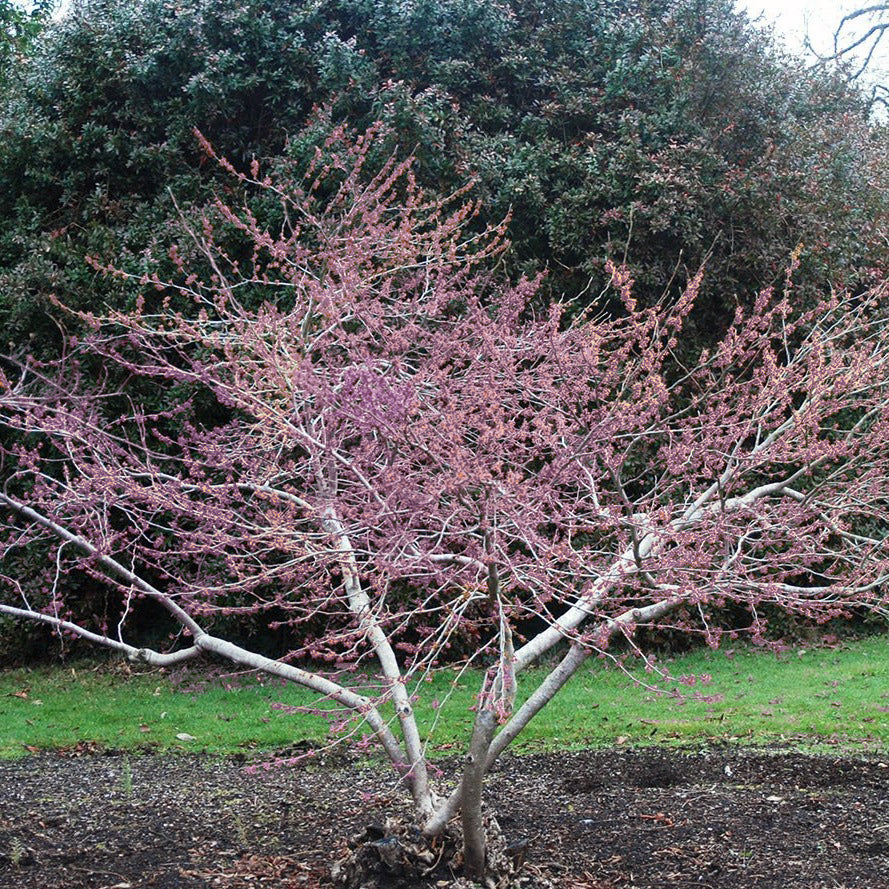 Amethyst Witch Hazel